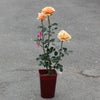 淡いアプリコット色をしたますかがみというバラの鉢植え