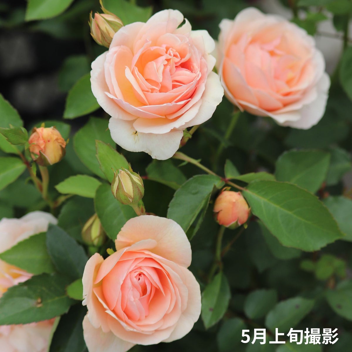 淡いアプリコット色をしたたまくしげというバラの画像