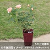 淡いアプリコット色をしたたまくしげというバラの鉢植え