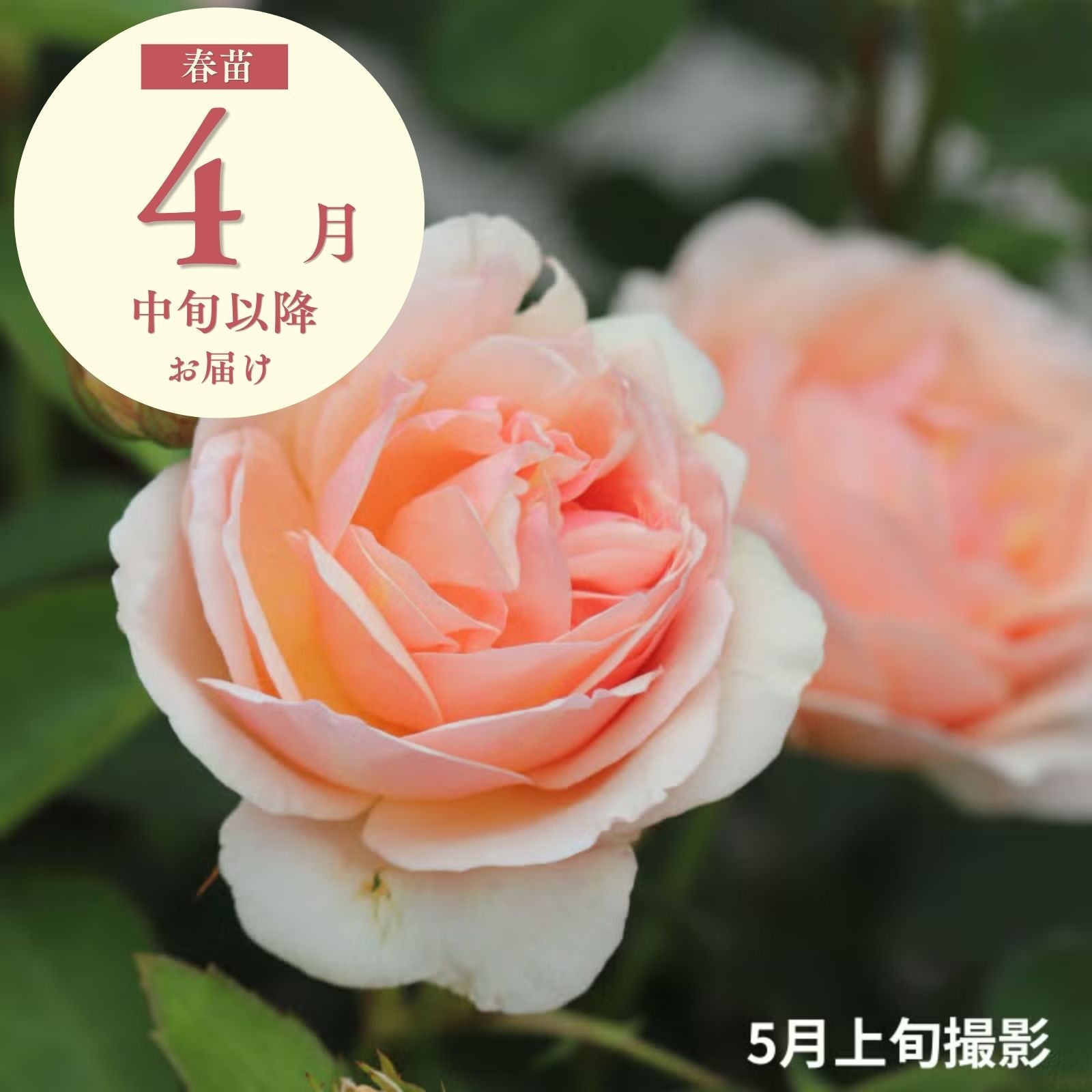 3弾 ノーマル スイング バラ売り たまくしげ]春苗｜バラと庭あそび京阪園芸公式ショップ