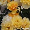 濃黄色のカチューシャという名のバラ
