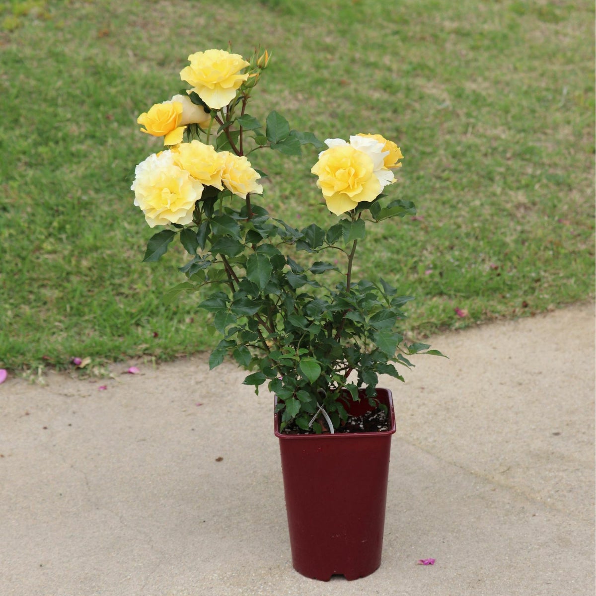 濃黄色のカチューシャという名のバラの鉢植え