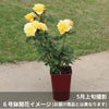 濃黄色のカチューシャという名のバラの鉢植え