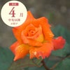 オレンジ色をした近衛(このえ)というバラの画像