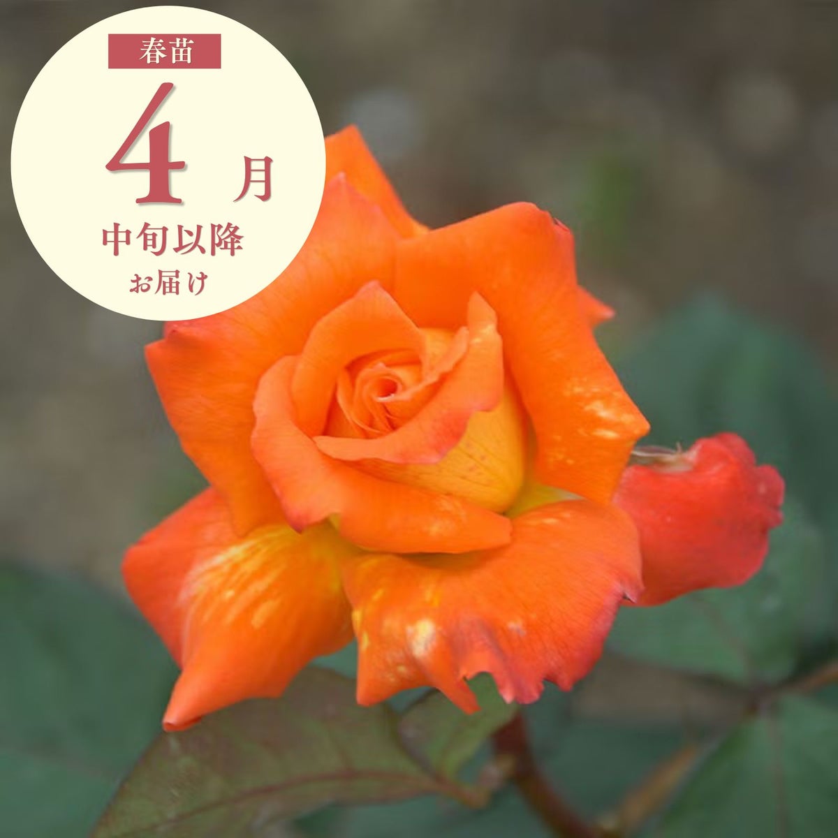 オレンジ色をした近衛(このえ)というバラの画像