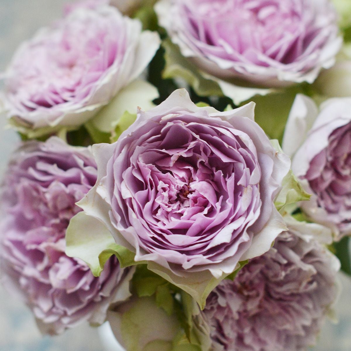 外弁がグリーンで中は綺麗な藤色のロゼット咲きのコフレというバラの画像