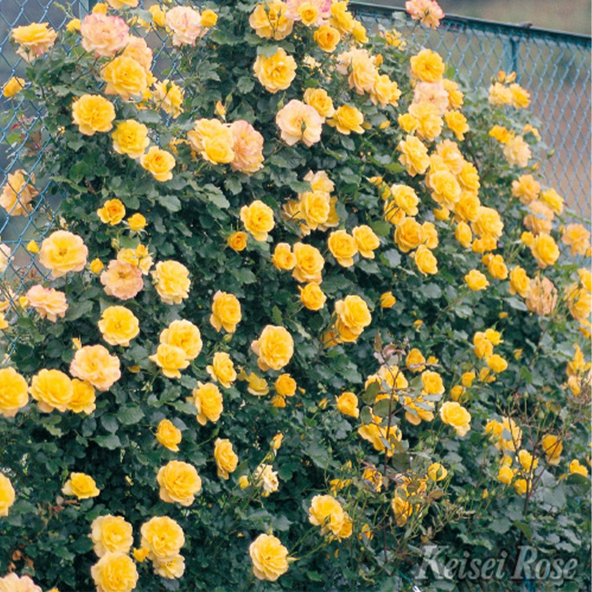 黄色からだんだんオレンジ色をしたサハラ’98というバラの画像