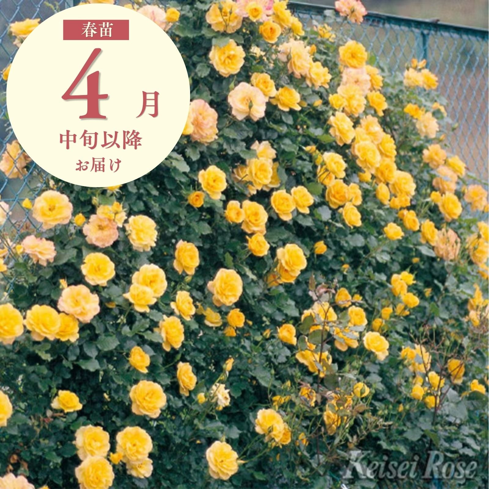 サハラ'98]春苗/つるバラ｜バラと庭あそび京阪園芸公式ショップ