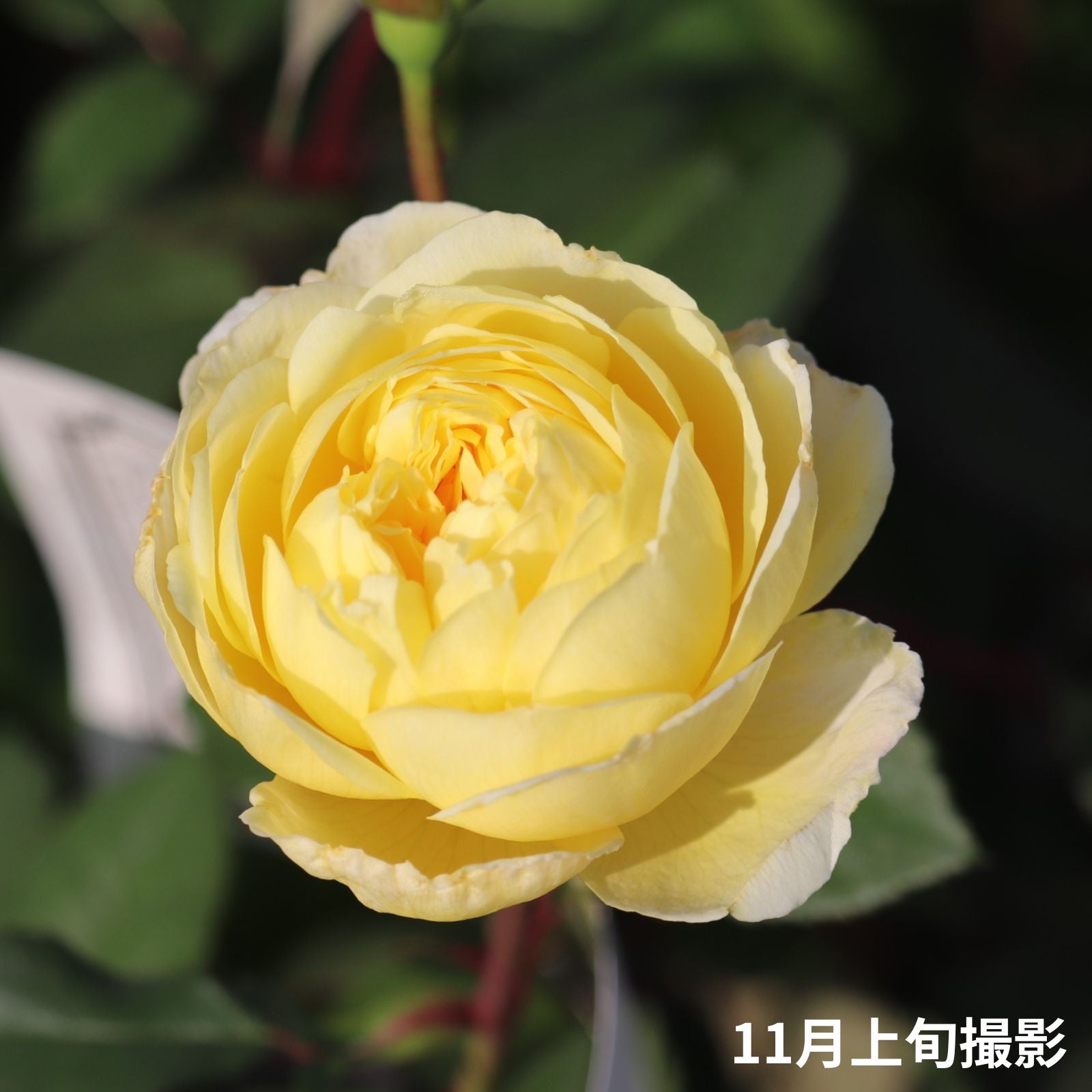れもん]バラ鉢苗｜バラと庭あそび京阪園芸公式ショップ