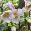 クリスマスローズ 苗 「Ice N'roses 氷の薔薇 ピコティ 」 4.5号鉢