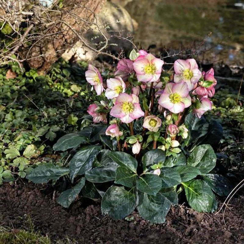 クリスマスローズ 苗 「Ice N'roses 氷の薔薇 ロゼッタ 」 5号鉢