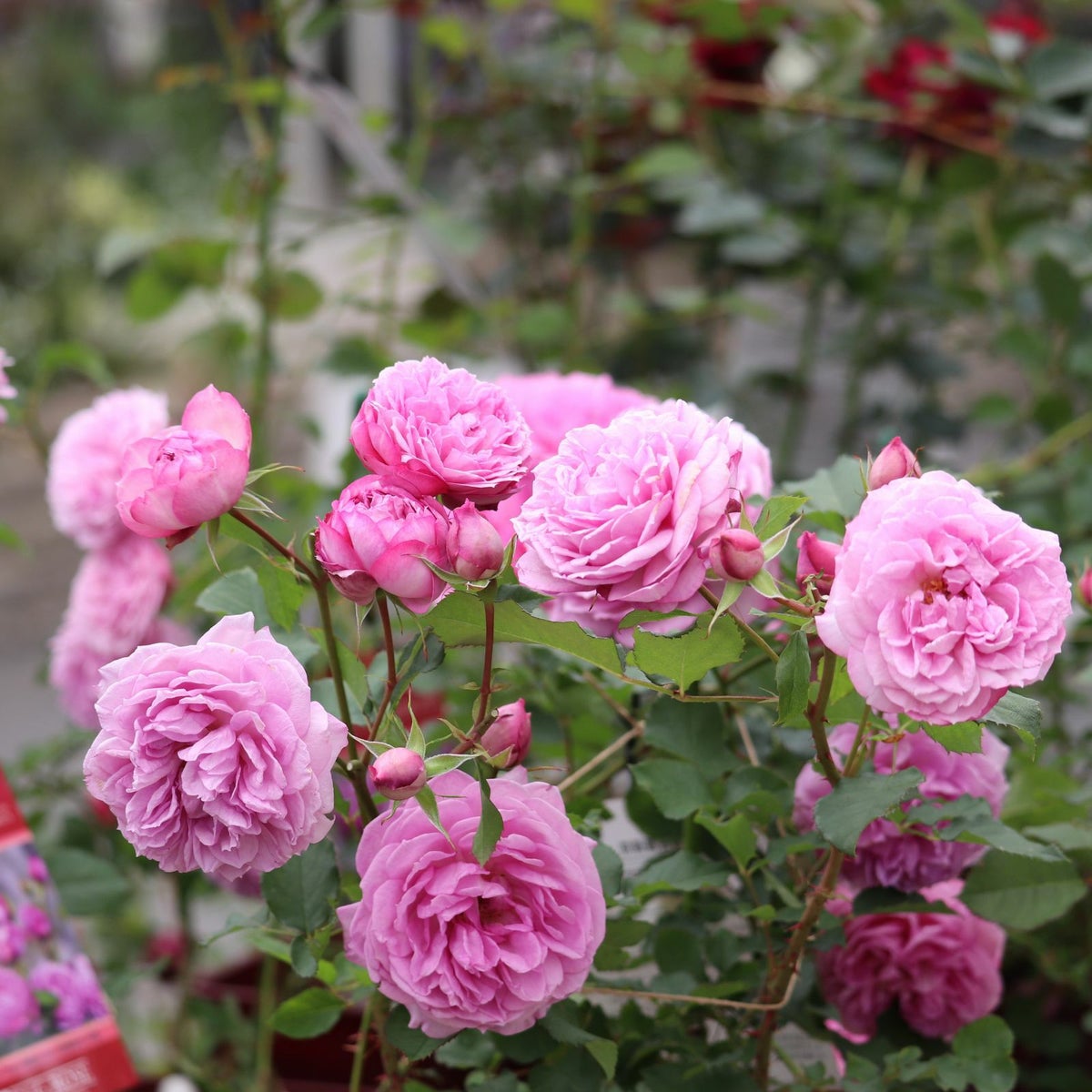 藤色がかった淡いピンク色をしたカレスというバラの画像