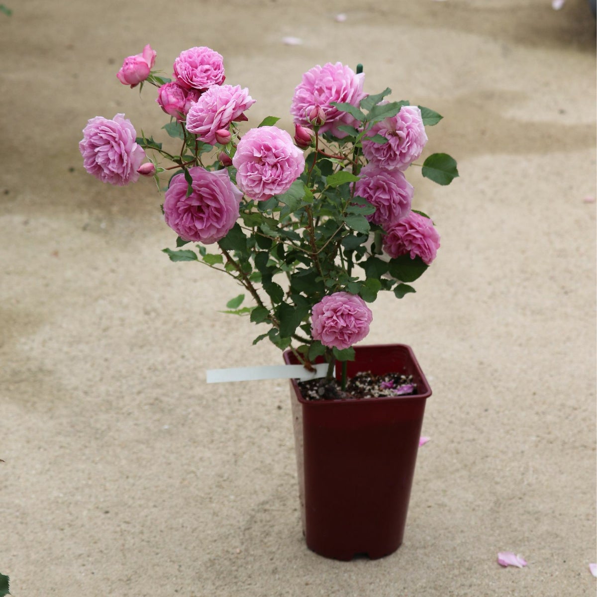 藤色がかった淡いピンク色をしたカレスというバラの鉢植え