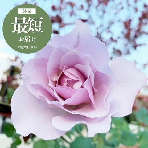 セレクションシリーズ ｜バラと庭あそび京阪園芸公式ショップ 通販