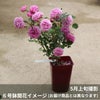 青みがかったピンク色のカレスというバラの鉢植え