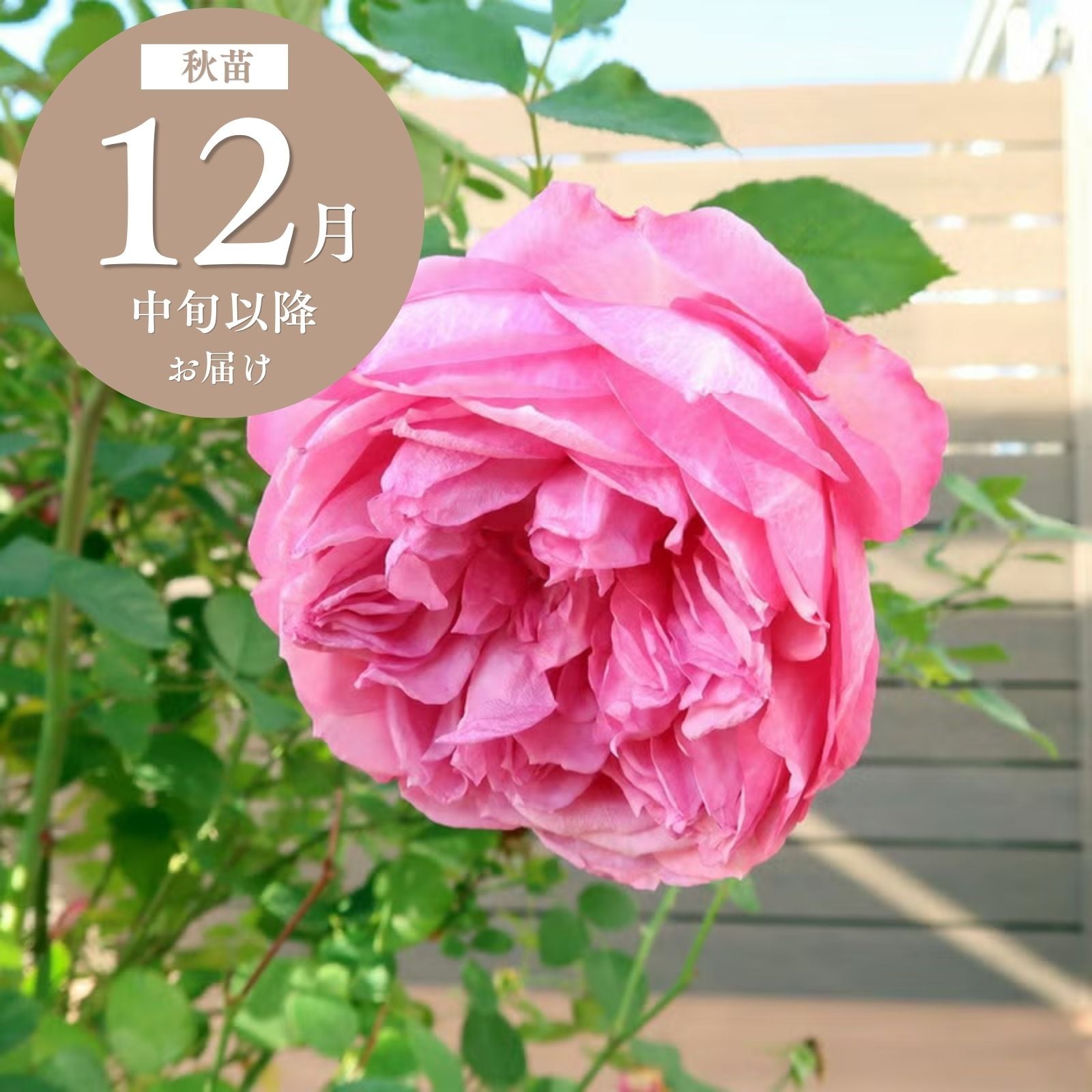 花もちが良いバラ ｜バラと庭あそび京阪園芸公式ショップ 通販