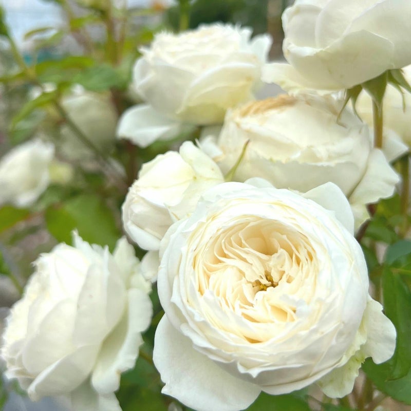 アイボリーホワイト色をしたスノートワというバラの画像