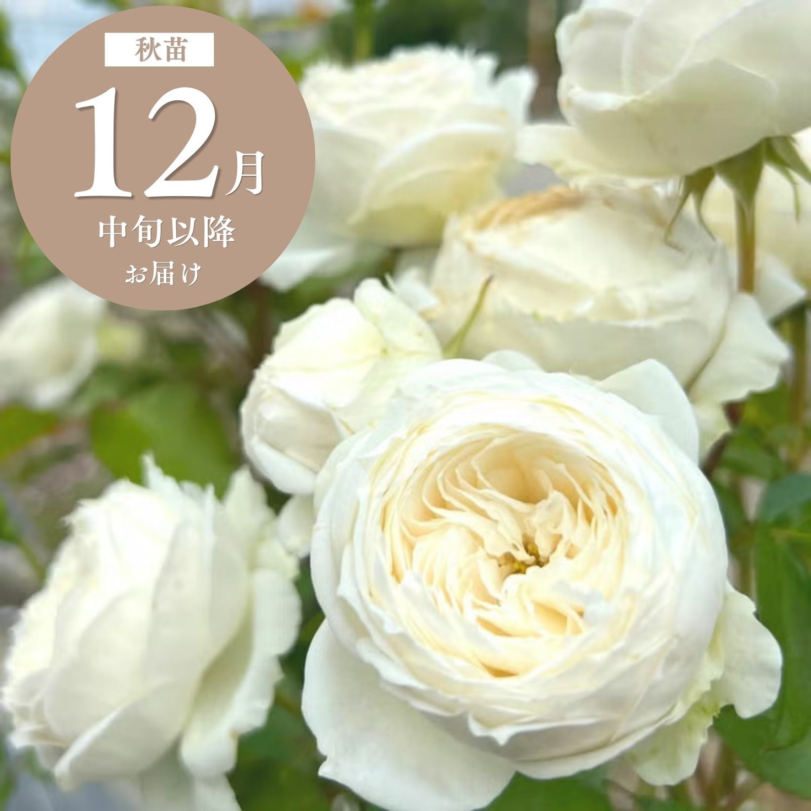 白色のバラを探す ｜バラと庭あそび京阪園芸公式ショップ 通販