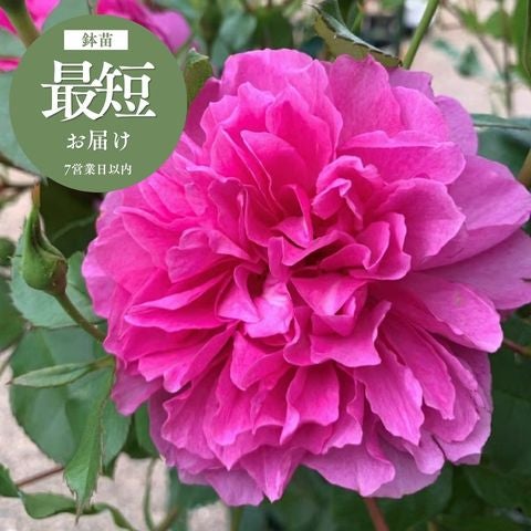 大感謝祭2026｜バラと庭あそび京阪園芸公式オンラインショップ
