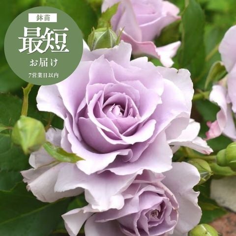 爽(そう)]バラ鉢苗｜バラと庭あそび京阪園芸公式ショップ