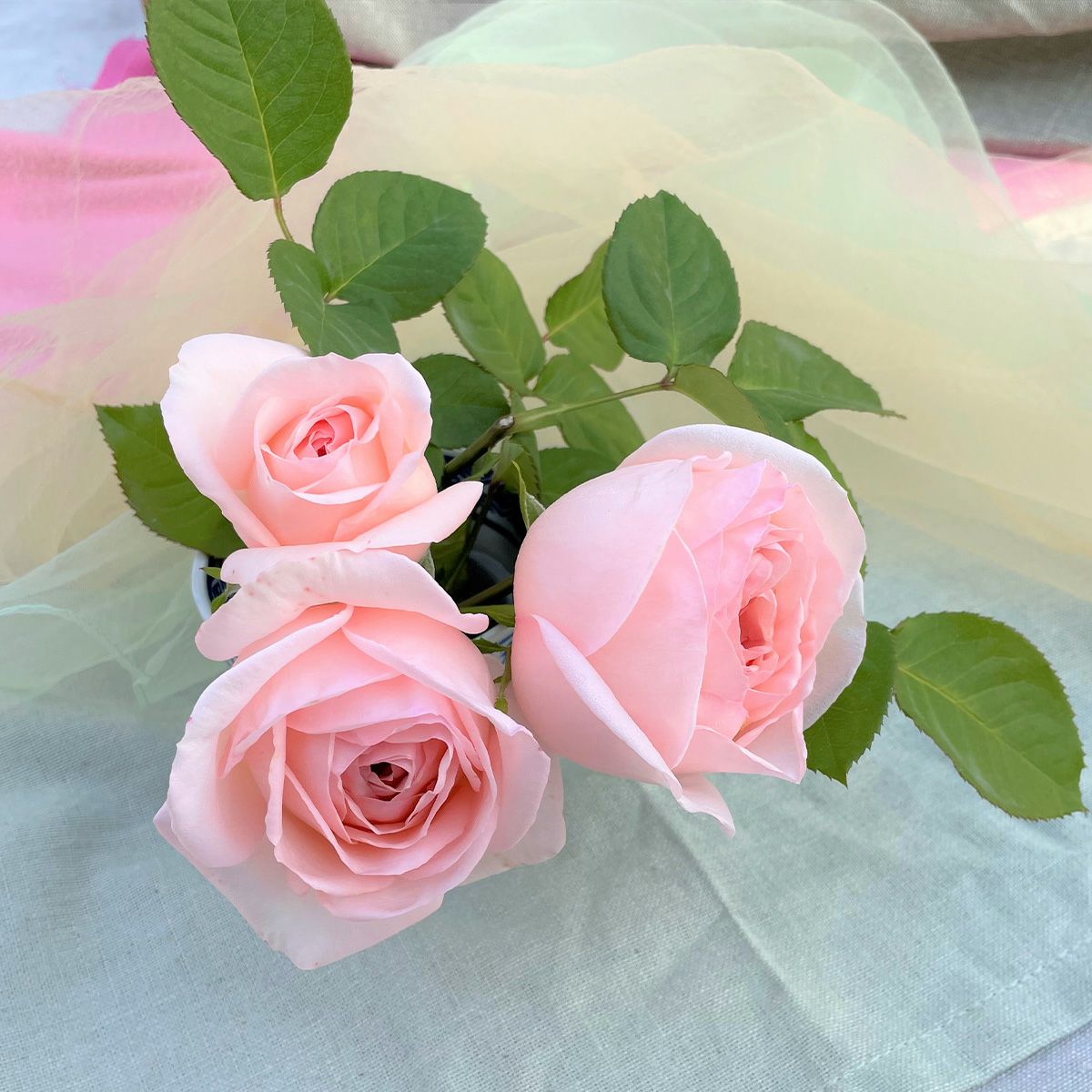10000円ミニ バラ 薔薇 苗 10種セット ＋α PVP 登録商標 正規品 ミニバラ 苗 四季咲き性 ゼプティPVP 1株 ミニ薔薇苗 花木苗 国華園