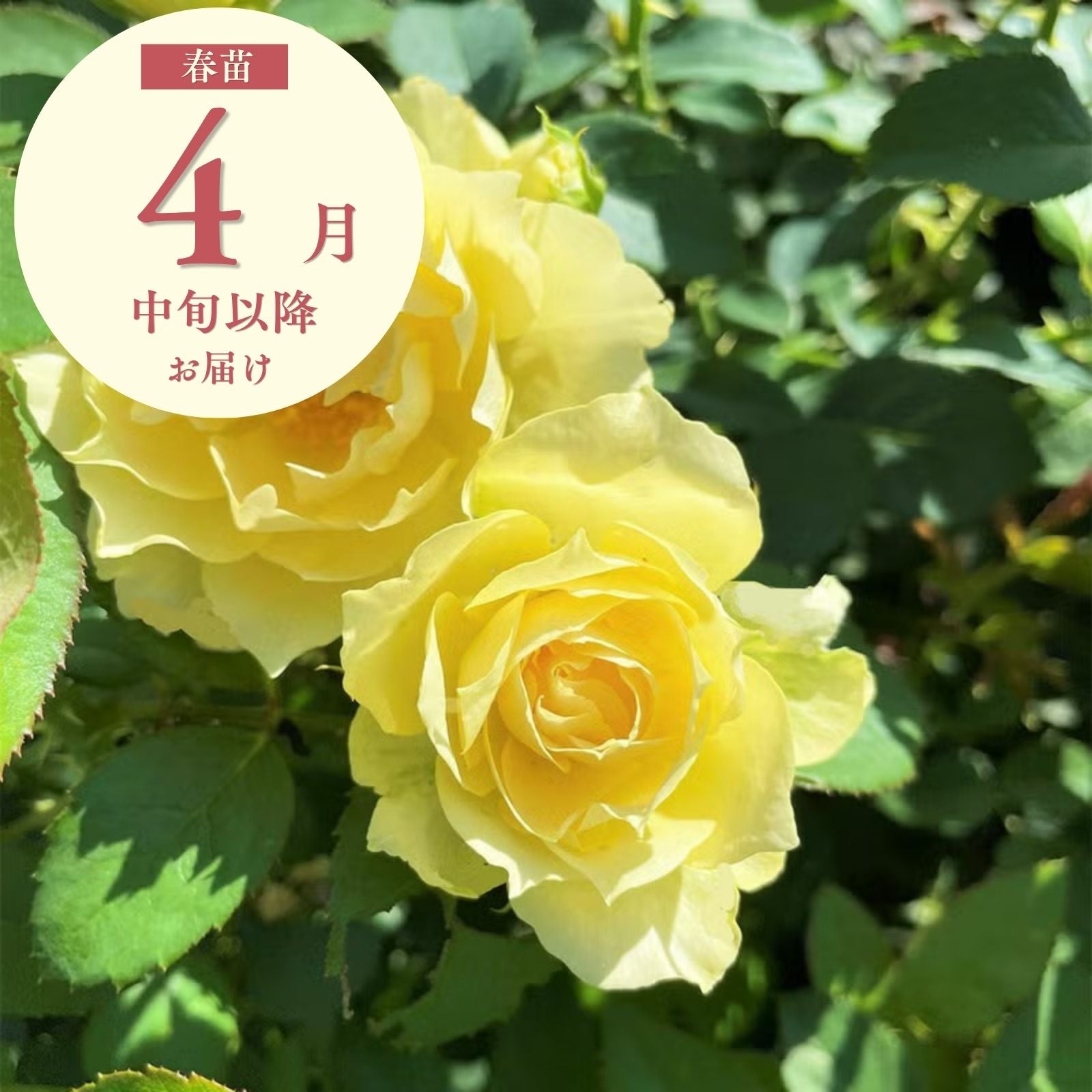 夏灯なつともし]春苗｜バラと庭あそび京阪園芸公式ショップ