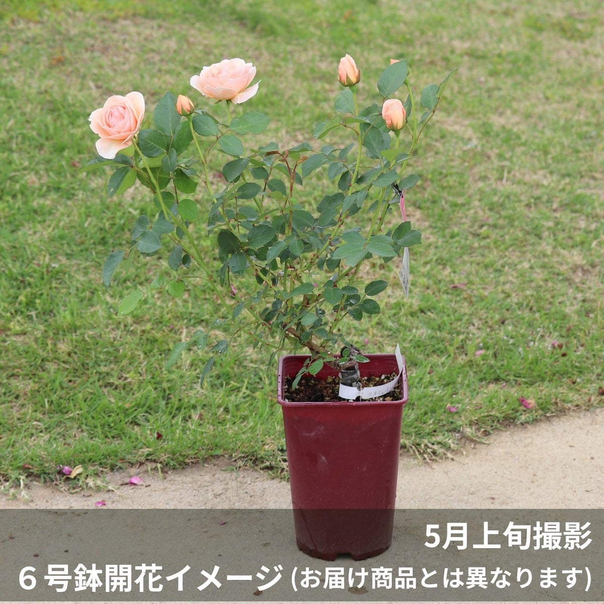 淡いアプリコット色をしたたまくしげというバラの鉢植え