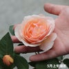 たまくしげというバラに手を添えている画像