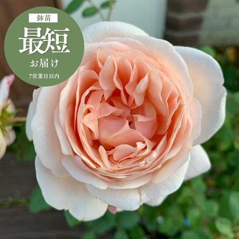 たまくしげ]バラ鉢苗｜バラと庭あそび京阪園芸公式ショップ