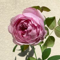 青みがかったピンク色をしたコントドゥラフェールというバラの画像