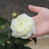 アイボリーホワイト色をしたスノートワというバラの画像