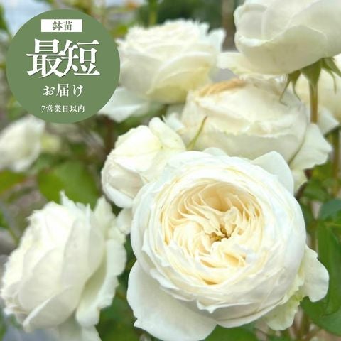 スノートワ]鉢苗(2507)｜バラと庭あそび京阪園芸公式ショップ