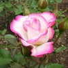 白地の花びらにパステルピンクが特徴的なニコルというバラの画像