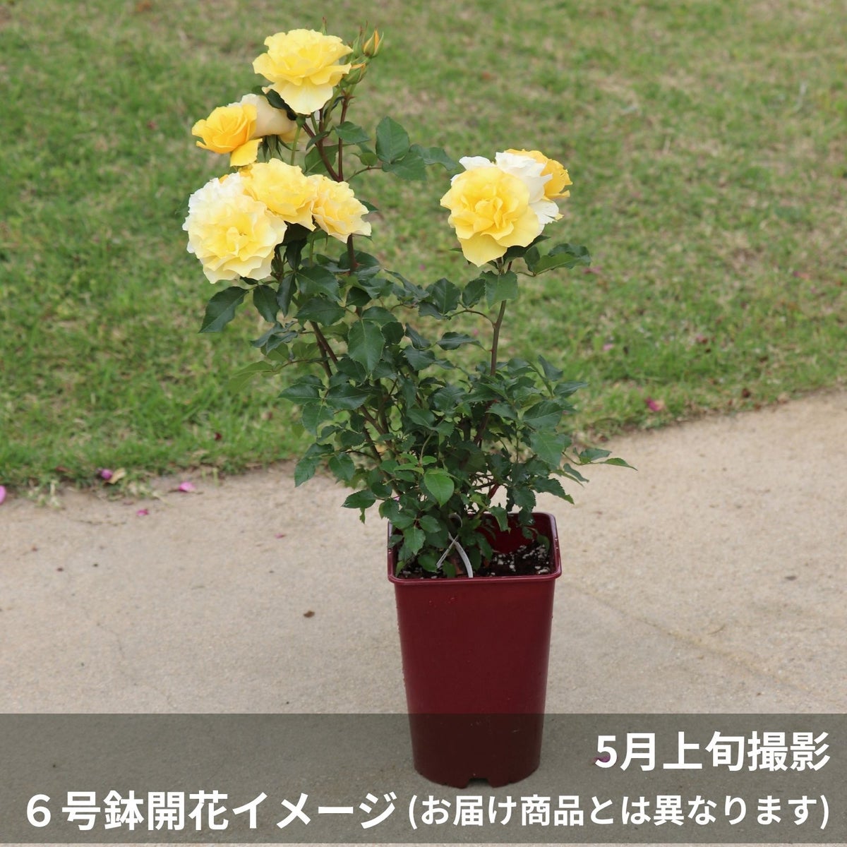 濃黄色のカチューシャという名のバラの鉢植え