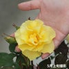 カチューシャというバラに手を添えている画像