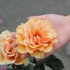 ますかがみというバラに手を添えている写真