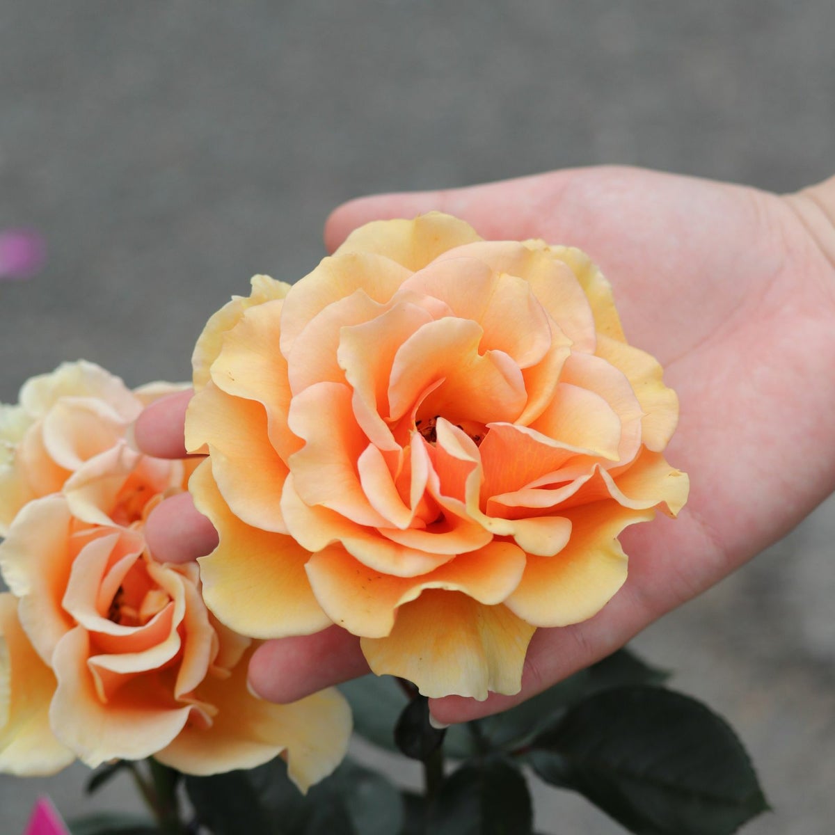 ますかがみというバラに手を添えている写真