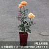 黄色オレンジ系のますかがみというバラの鉢植え