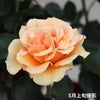 黄色オレンジ系のますかがみというバラの鉢植え