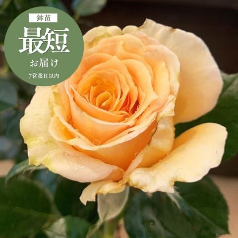 大和バラシリーズ ｜バラと庭あそび京阪園芸公式ショップ 通販