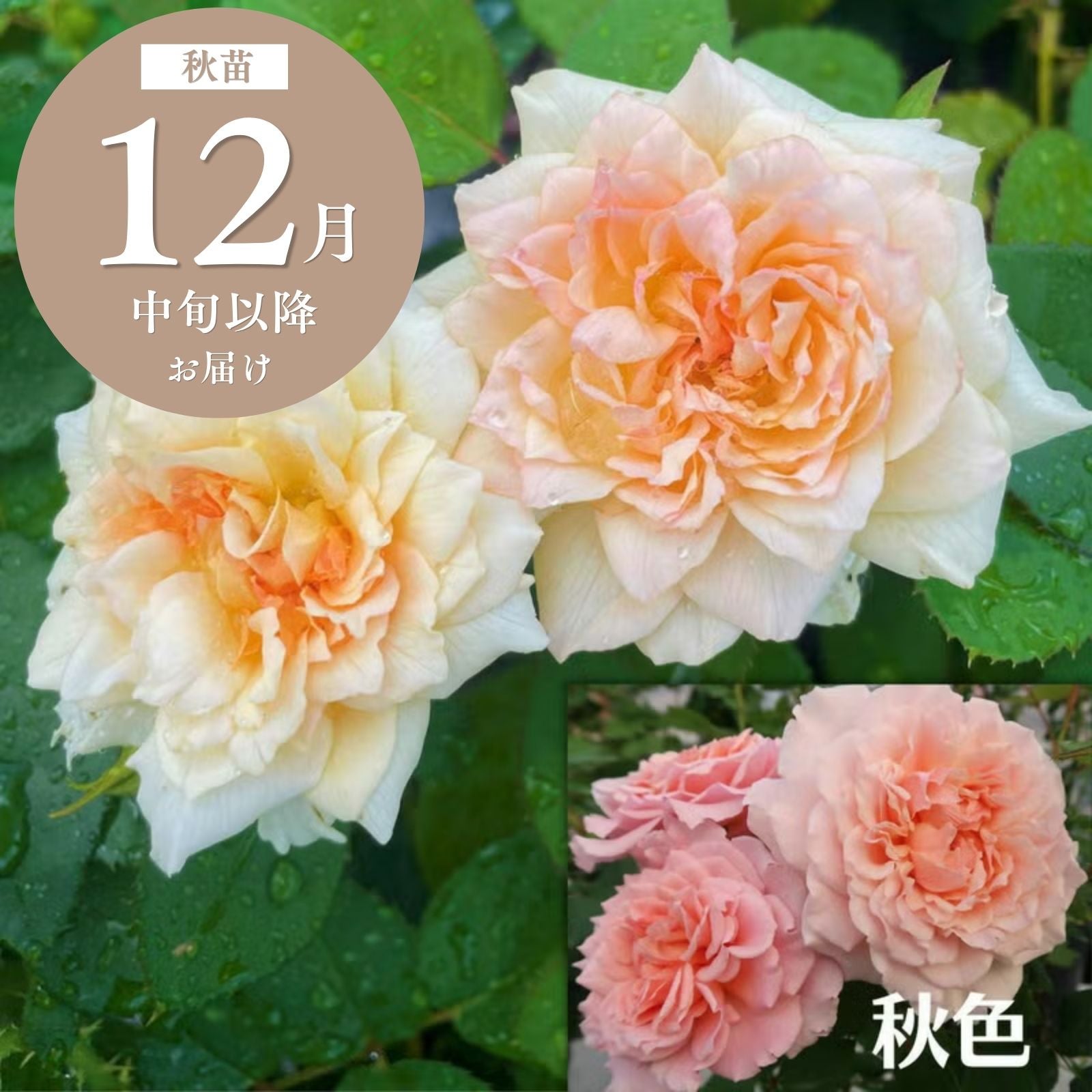 七夜月ななよづき]秋苗｜バラと庭あそび京阪園芸公式ショップ