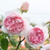 バラ 「ザウェッジウッドローズ The Wedgwood Rose Climbing (Ausjosiah)」 秋苗 (大苗) 返り咲 ピンク系 つるバラ デビットオースチン イングリッシュローズ バラ苗 薔薇 (202308)