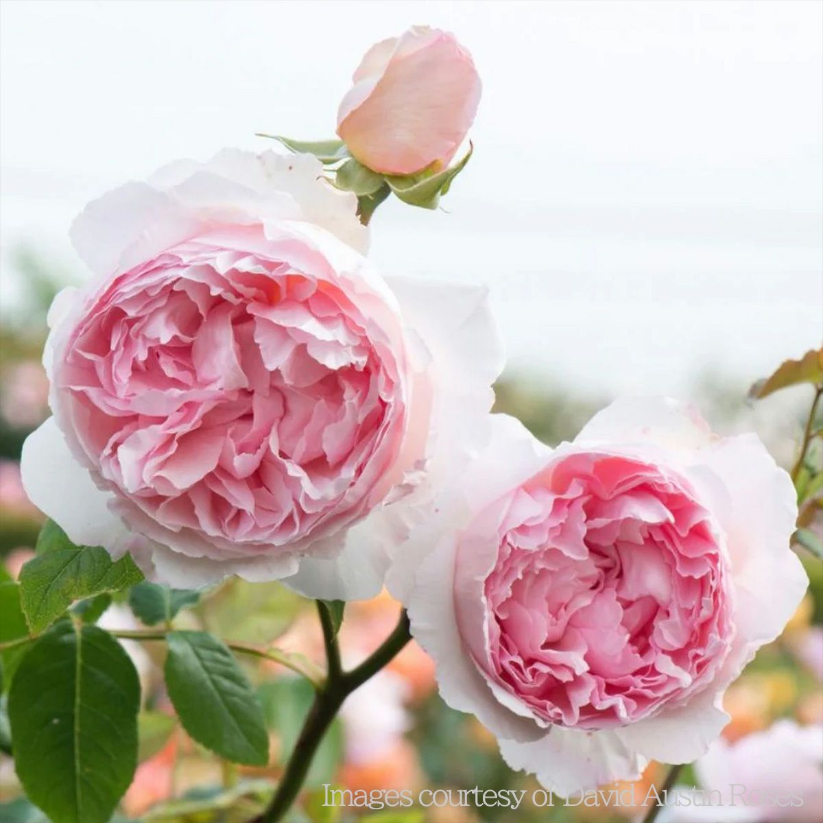 バラ 「ザウェッジウッドローズ The Wedgwood Rose Climbing (Ausjosiah)」 秋苗 (大苗) 返り咲 ピンク系 つるバラ デビットオースチン イングリッシュローズ バラ苗 薔薇 (202308)