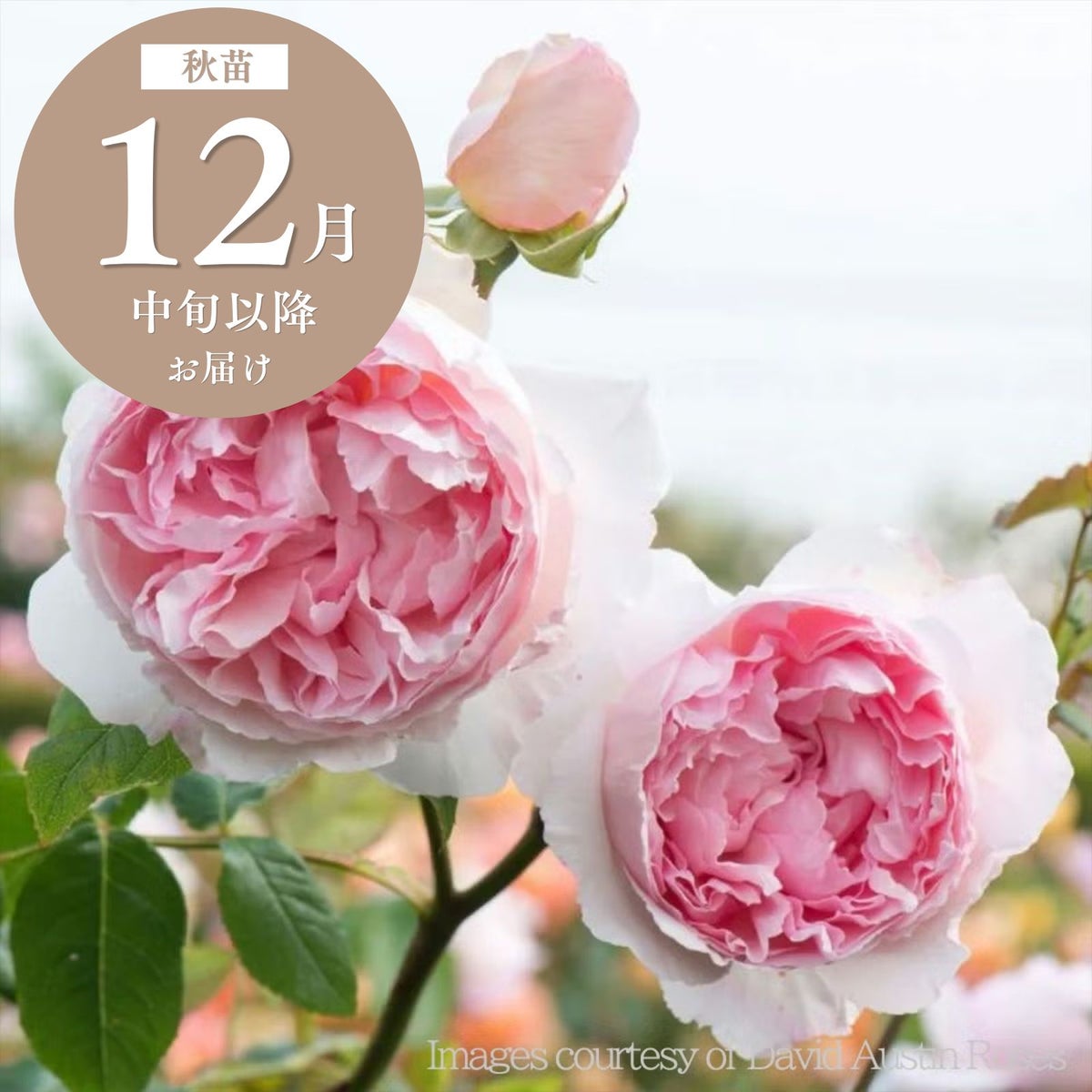 バラ 「ザウェッジウッドローズ The Wedgwood Rose Climbing (Ausjosiah)」 秋苗 (大苗) 返り咲 ピンク系 つるバラ デビットオースチン イングリッシュローズ バラ苗 薔薇 (202308)