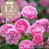 バラ 「ペネロピライヴリー Penelope Lively (Ausb18a15)」 秋苗 (大苗) 返り咲 ピンク系 デビットオースチン イングリッシュローズ バラ苗 薔薇 (202308)