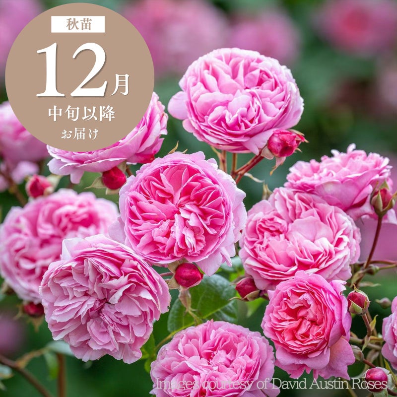バラ 「ペネロピライヴリー Penelope Lively (Ausb18a15)」 秋苗 (大苗) 返り咲 ピンク系 デビットオースチン イングリッシュローズ バラ苗 薔薇 (202308)