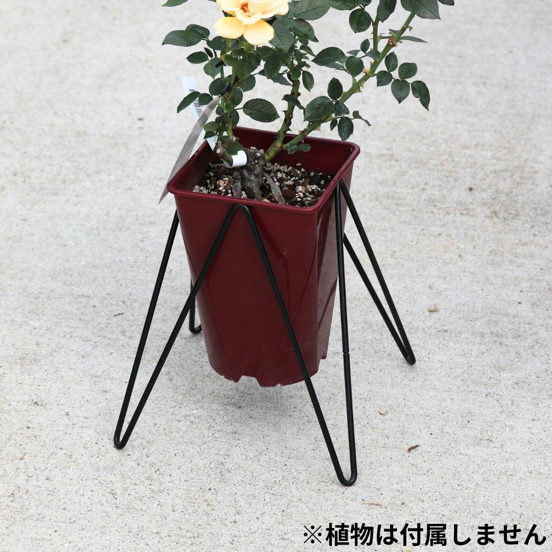 ひ*ろ様 バラ　スタンダード仕立て バラの指名買い 第4弾 – はなはなショップ
