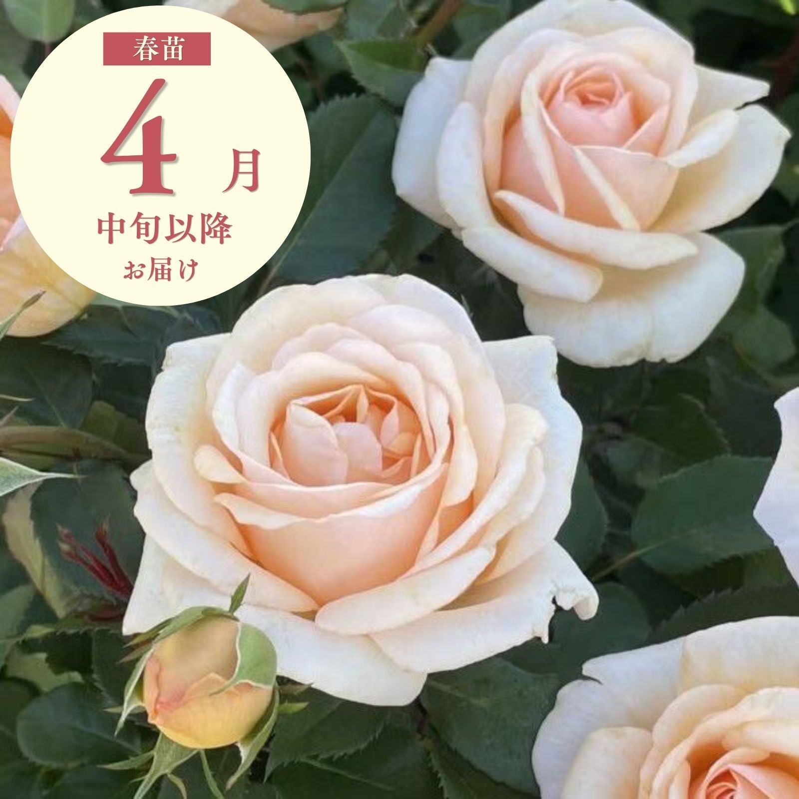 ここねいろ]春苗｜バラと庭あそび京阪園芸公式ショップ