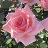 優しい桜色ピンク色をしたひとときというバラの画像