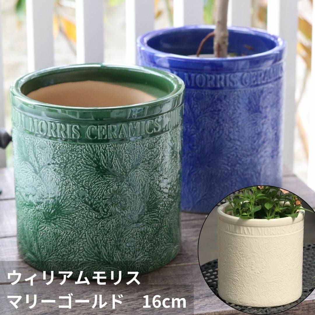 ウィリアムモリスマリーゴールドSSサイズ直径16cm｜バラと庭あそび京阪